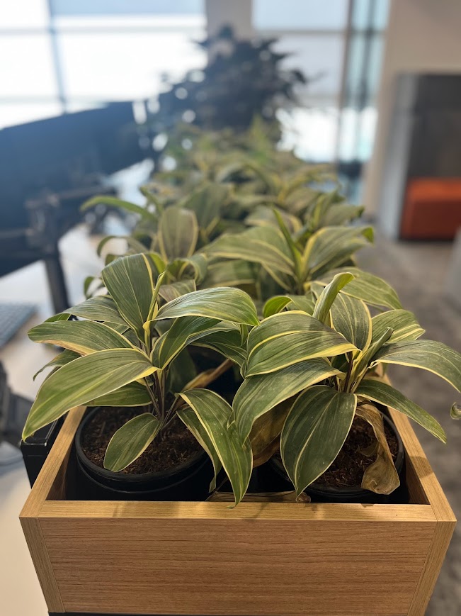 Indoor Plant Project 3